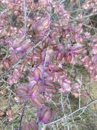 Image result for Phaeoptilum spinosum
