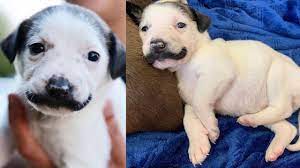 You'll be smiling from ear to ear as you watch these little adorable pug puppies running around with their mustaches, guaranteed! This Adorable Puppy With A Mustache Is Up For Adoption And Quickly Becoming A Social Media Star