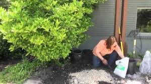 Check spelling or type a new query. How To Garden With Sawdust In The Soil Grow Guru Youtube