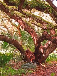 「Your email address if any saturnine」的圖片搜尋結果