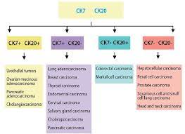Pathology Staining Algorithm For Cancers Of An Unknown Primary Site Download Scientific Diagram