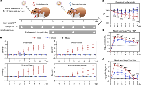 Syrian hamster behaviour ♥️ syrian hamsters behave similarly in the wild and in captivity syrian hamster. Gender Associates With Both Susceptibility To Infection And Pathogenesis Of Sars Cov 2 In Syrian Hamster Signal Transduction And Targeted Therapy