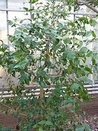 Image result for Strychnos henningsii