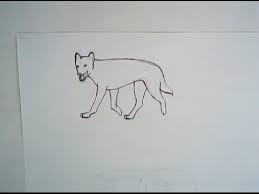How To Draw A Dingo Simple Drawing Youtube Don't forget to draw a small circle to add reflection in there. how to draw a dingo simple drawing