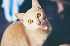 Tabby Brown Stripped Cat Being Curious With Big Beautiful Eyes Looking In  Front At Home