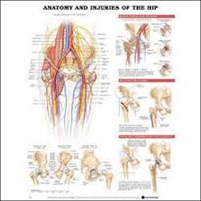 Illustrates foot and ankle anatomy including bones, muscles and tendons. Yl 8876 Back Massage Diagram Schematic Wiring