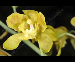 Image result for Graphorkis