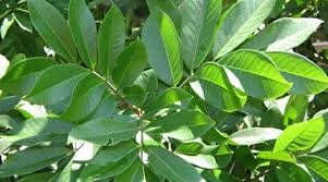 Image result for Aneilema spekei