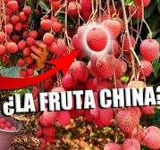 LITCHI LA FRUTA AFRODISÍACA | Lo que NO debes hacer al sembrar en acodos |  150 toneladas de cosecha