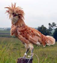 Bird With Fluffy Hair On Head Look At That Hair I Love Polish Chickens Chickens Backyard Polish Chicken Heritage Chickens