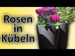 Rosen Richtig In Balkon Terrassen Kubel Blumentopfe Pflanzen Topfen Einpflanzen Hd Anleitung Youtube Rosen Einpflanzen Pflanzen Blumen