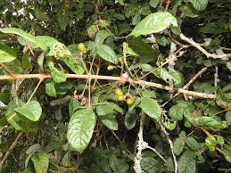 Image result for Vitex patula