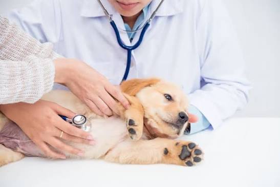 What is an AAHA Accredited Animal Hospital? | Advanced Care Veterinary  Hospital
