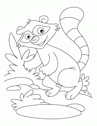 Today we are going to draw a raccoon. Racoon Coloring Page Coloring Home