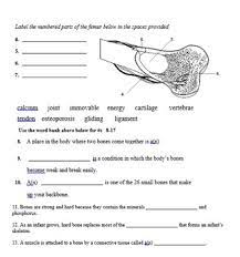 Study Guide For Muscular Skeletal System With Answer Key Tpt