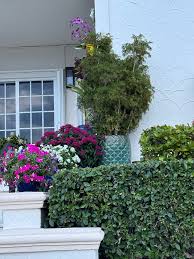 Image result for Polyscias fruticosa