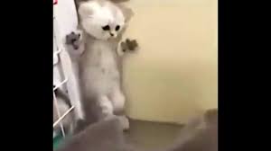Kedi Videolari Komik Tipine Mirladiklarim Sizi Yaaaaa Goruntuler Ile Kedi Komik