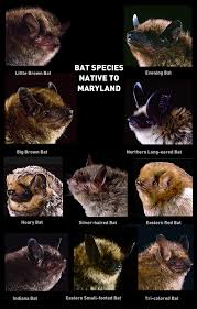 Get great deals on ebay! Resource Maryland S Native Bats The Backyard Naturalist