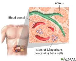 Check spelling or type a new query. Islets Of Langerhans Medlineplus Medical Encyclopedia Image