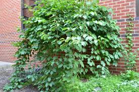 Image result for Actinidia