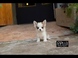 We have featured here rolly teacup puppies. Teacup Puppies For Sale 100 08 2021