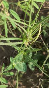 Image result for Kohautia