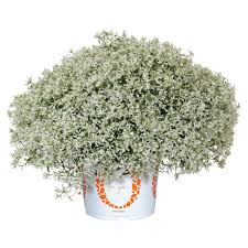 Image result for Euphorbia hypericifolia