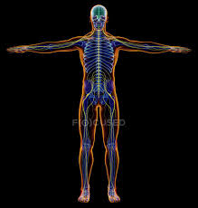 The nervous system is made up on. Male Diagram X Ray Nervous System On Black Background Anatomy Medicine Stock Photo 274955732