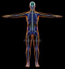 An online study guide to learn about the structure and function of the human nervous system parts using interactive animations and diagrams demonstrating all the essential facts about its organs. Male Diagram X Ray Nervous System On Black Background Anatomy Medicine Stock Photo 274955732