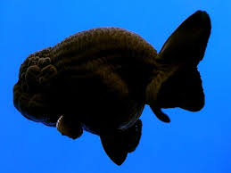 Beautiful Black Ranchu Goldfish Breeding Beautiful Fish Black Goldfish
