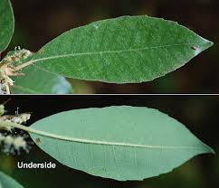 Image result for Daknopholis