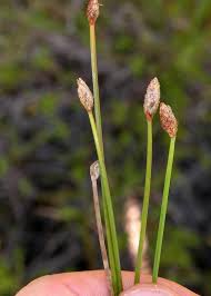 Image result for Eleocharis setifolia