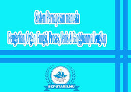 Diafragma merupakan sekat yang membatasi. Sistem Pernapasan Manusia Pengertian Organ Fungsi Jenisnya