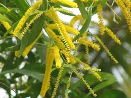 Image result for Acacia afra