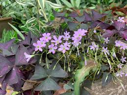 Image result for Oxalidaceae