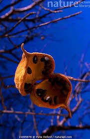 Image result for Sterculia africana