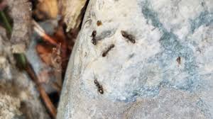 Controlling ants can almost seem like a losing battle. Seattle Pest Control Service