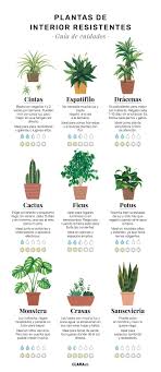 Plantas De Interior Resistentes En 2020 Plantas De Interior Resistentes Cultivo De Plantas Plantas
