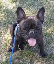 Find the perfect french bulldog puppy for sale at next day pets. French Bulldog For Sale Colorado