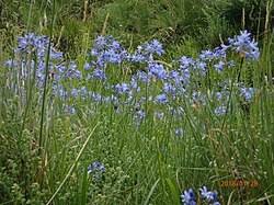 Image result for Agapanthus campanulatus