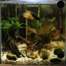 Please Post Pics Of Your Bettas Home Here Page 1068 Aquarium Design Betta Betta Tank