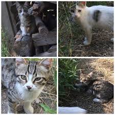 Ilek Duru Mark Ve Cevize Yuva Aryoruz 3 Aylklar Henz Yavrular Sokakta Hi K Geirmediler Tek Isteimiz Salkla Cat Rescue Animals Cute Cat