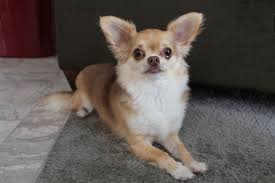 Check spelling or type a new query. Wwv Hairstylestrends Me Frisuren Halblang Frisuren Langhaar Chihuahua
