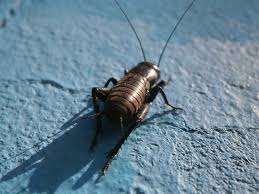 For me, i don't believe in encouraging taking animals from their natural habitat and keeping them as pets. Nature Insect Cricket Animal Wildlife Animals In The Wild One Animal Invertebrate No People Piqsels