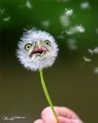 Plant Animal Plantimals Photoshopped Animals Animal Mashups Animals