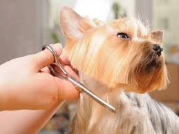 This is a free search tool! Texas Mobile Pet Groomers Mobile Dog And Cat Grooming Services