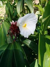 Image result for Costus