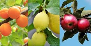 Self pollinating dwarf fruit trees. Types Of Fruit Trees With Pictures With Self Pollinating Types Fruit Trees Dwarf Fruit Trees Types Of Fruit