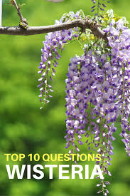 Top 10 Questions About Wisteria Vines Gardening Know How S Blog Garden Vines Wisteria Plant Wisteria How To Grow