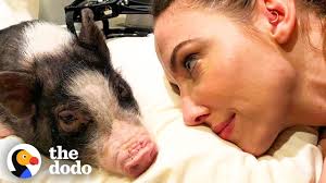Tiny Pig Rescued By Whitney Cummings Has The Biggest Heart The Dodo Youtube